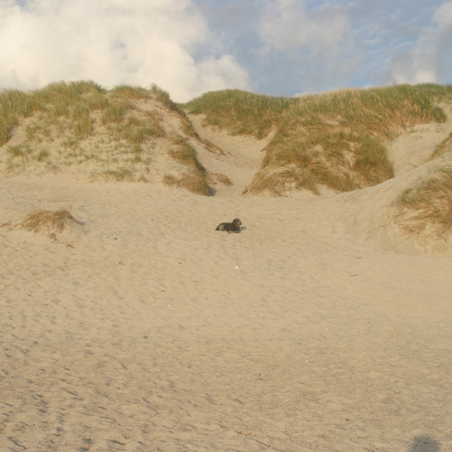 10 Florian im Urlaub 2008 in Dänemark